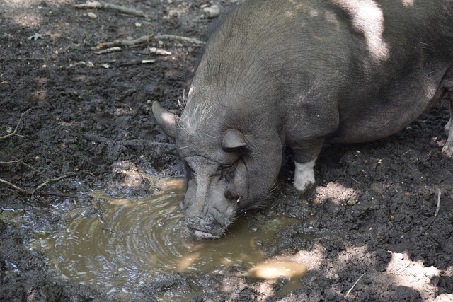 战略安排的 战略安排的