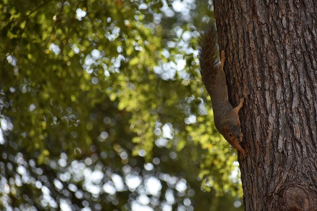 教练团队的 教练团队的